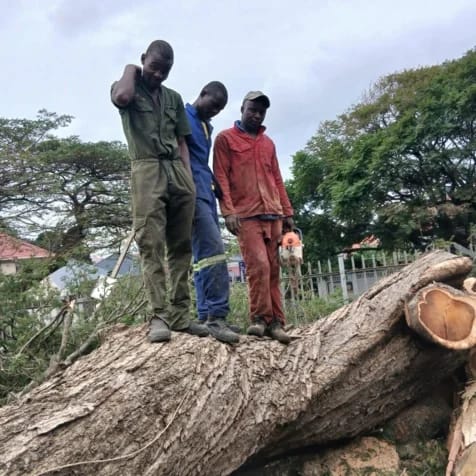 Tree felling team picture