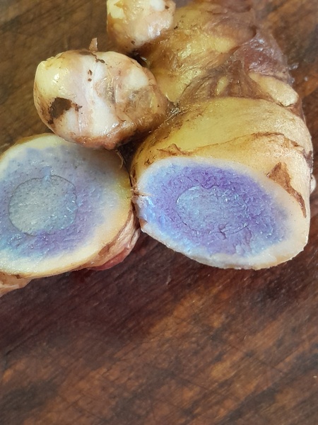 Blue turmeric  plant