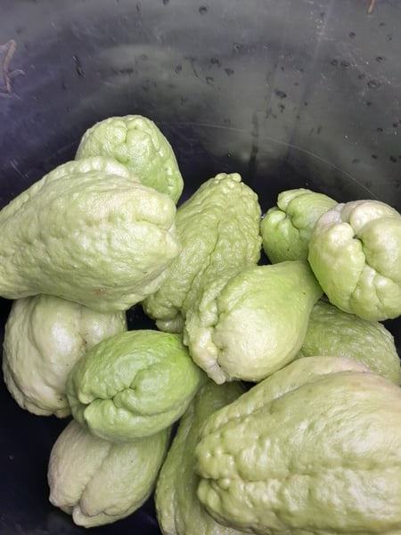 Shushu/Chayote plant
