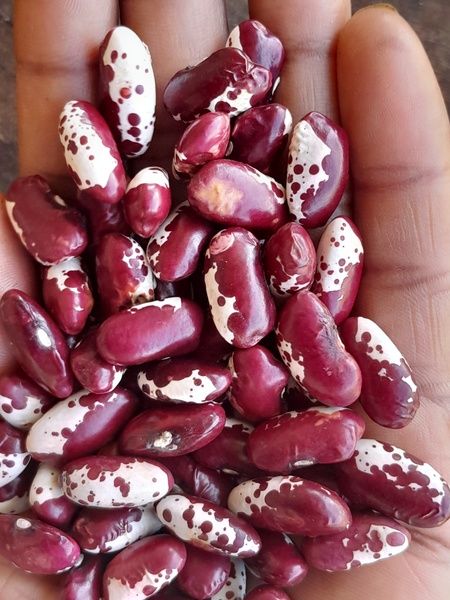 Seedville USA 50 Organic Small Red Bean Seeds - Phaseolus Vulgaris Vegetable