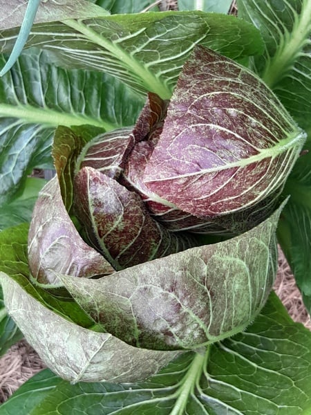 (Chicory, Treviso Red 20-30seed