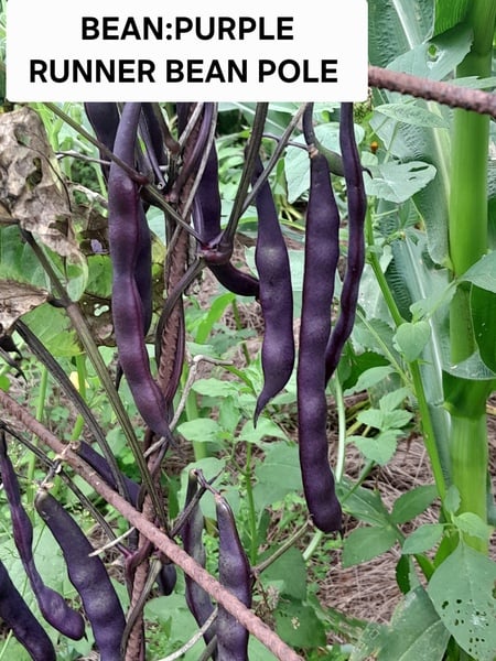 Cosse violette   French bean 15Seeds