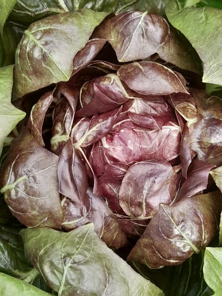 Treviso  Red Chicory plant 1x
