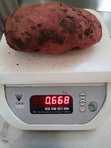 Flamenco potato  3x tuber
