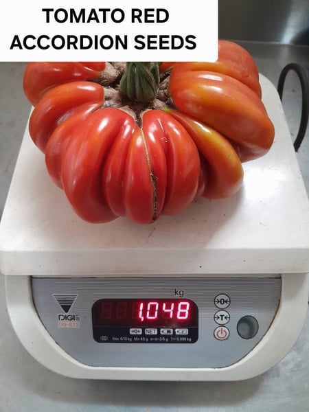 RED ACCORDION Tomato 10seeds