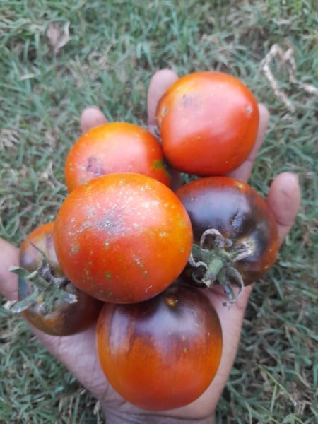 Dark galaxy Tomato 15Seeds