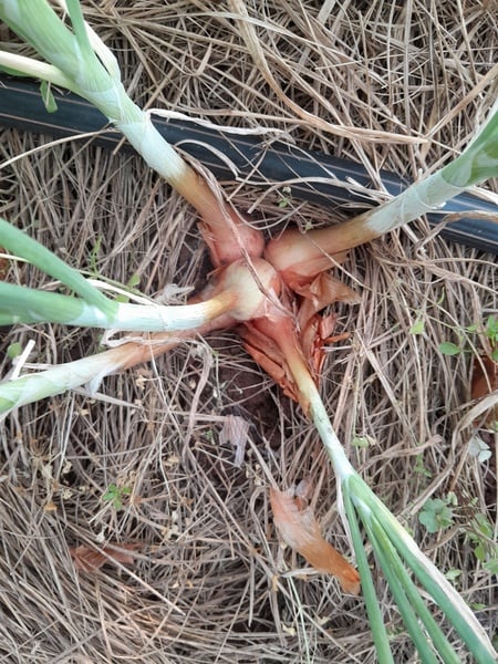 Shallot  5 in packet