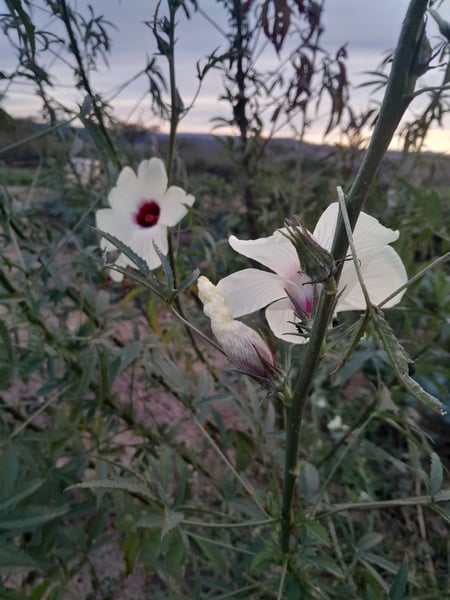 Hibiscus sabdriffa alba (white  Rosell)