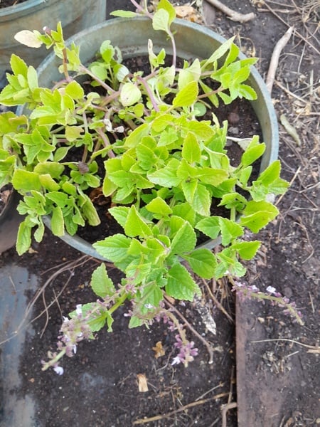 Hausa potato, Chinese potato  plant in bag/pot