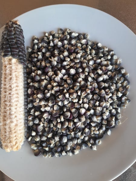 JAPANESE Sticky Corn 40seeds