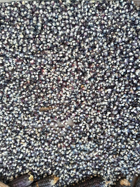 JAPANESE Sticky Corn 40seeds
