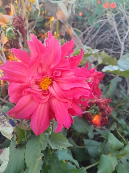 Dahlia    red bulbs 2x tuber