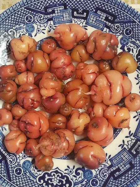 Oca, oxalis tuberosa  1x tuber