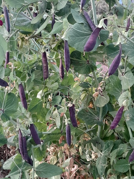 Blauschokker Pea  10seeds