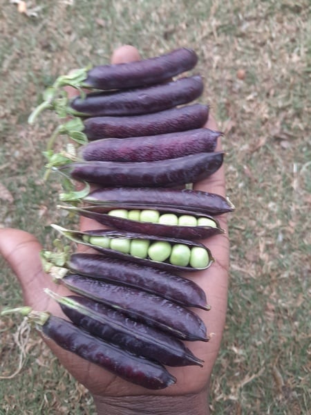 Blauschokker Pea  10seeds