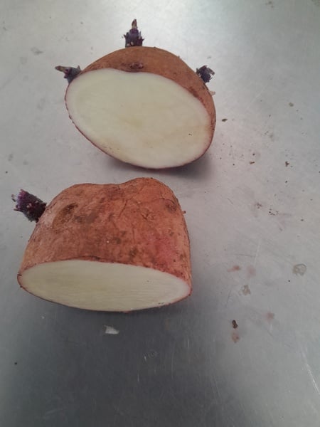 Ronaldo potato 3x Tuber