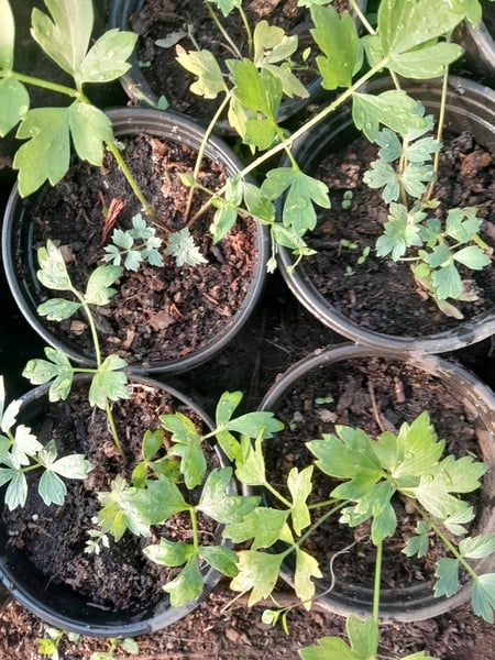 Lovage 1xpot