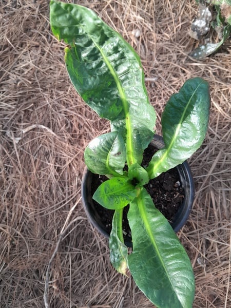 Witloof Chicory  plant 1x plant