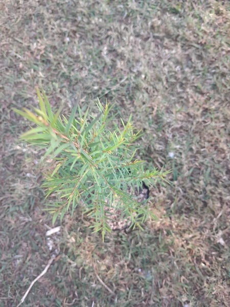 Tea tree 1x strong tree