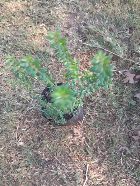 Small leaf Myrtle  trees 1 strong tree
