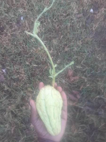 Shushu/Chayote 1x