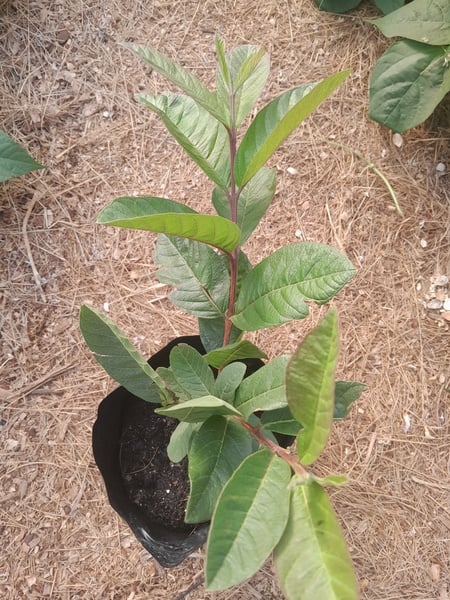 White Guava 1xstrong tree