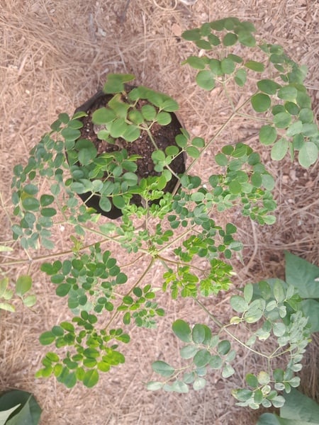 Moringa tree 1xstrong tree
