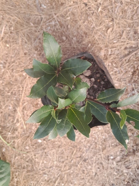 Bay leaf 1xtree