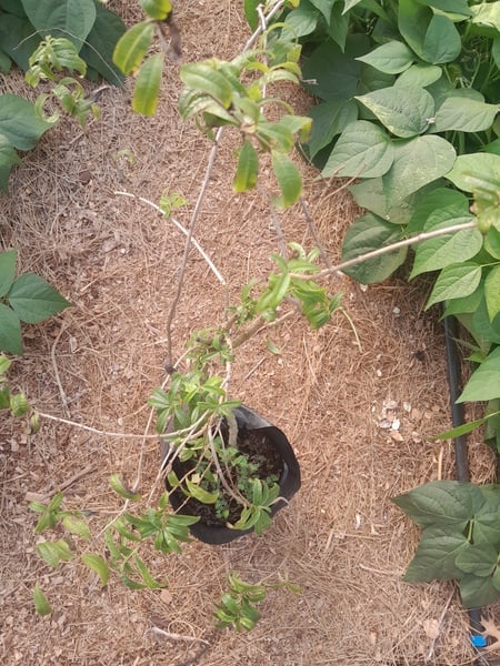 Lemon vabina 1xtree