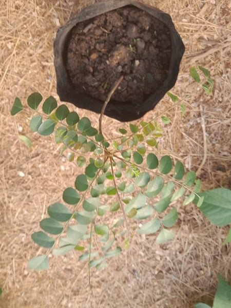 Curry leaf Tree 1xstrong tree
