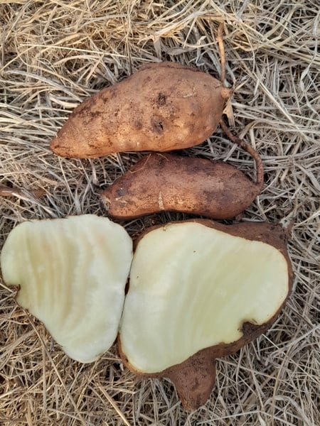 Yacon tuber for  eating 500g