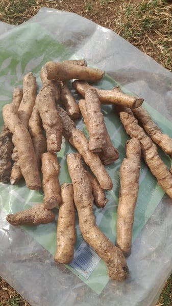 Tsenza/wild potato Livingstonia potato 1x tuber