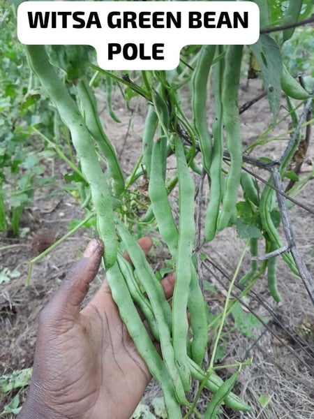 Witsa  green beans 15Seeds