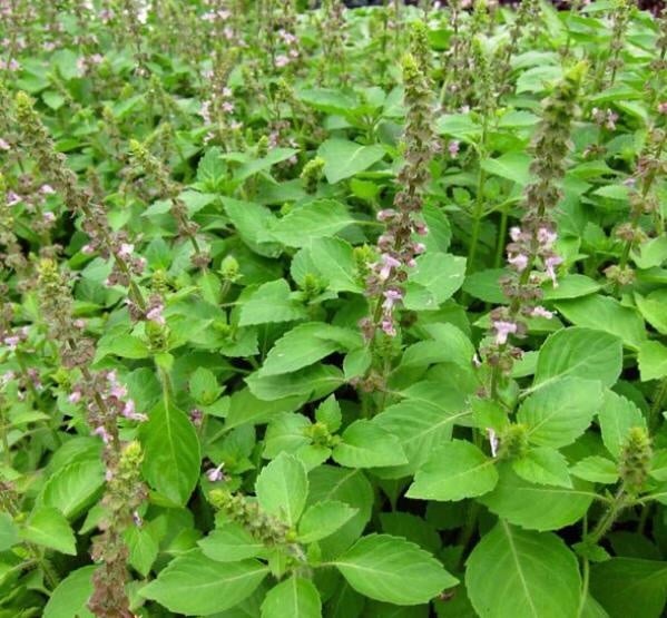 Blue Spice  Basil seeds 20-30seed