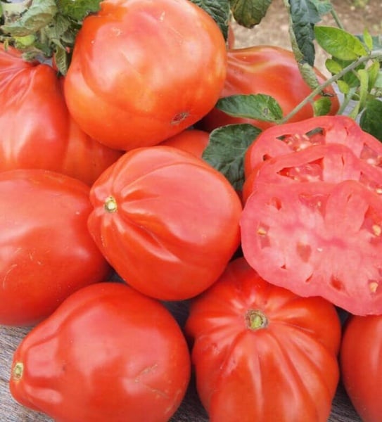 Red pear oxheart  10seeds