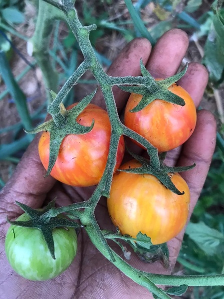 Artisan Golden Bumblebee cherry Tomato