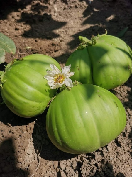 Brinjal /eggplant saitama Ao   Daimaru  seeds