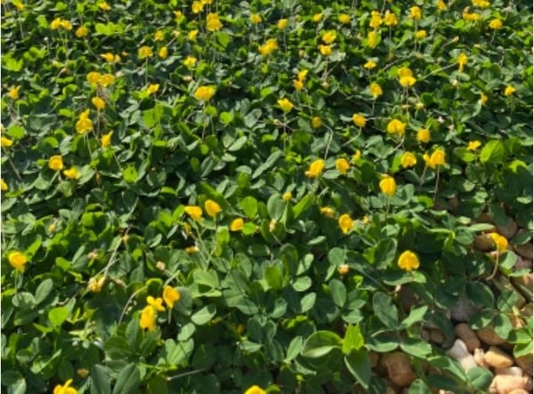 Arachis pintoi (perennial peanut) 10x plag
