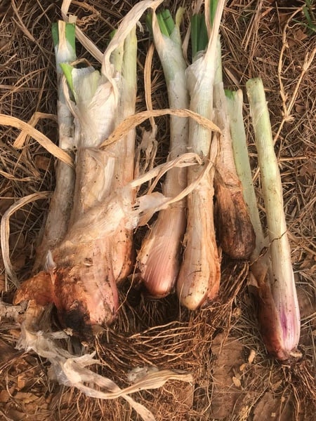 Egyptian walking onions 6x plant