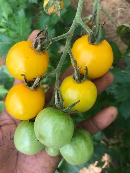 Yellow  cherry Tomato 15Seeds