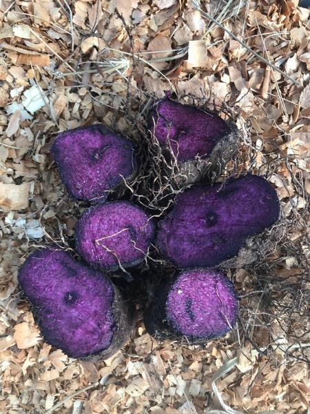 Dioscorea alata (purple ube) 1x tuber · Heirloom Bean Seeds Company