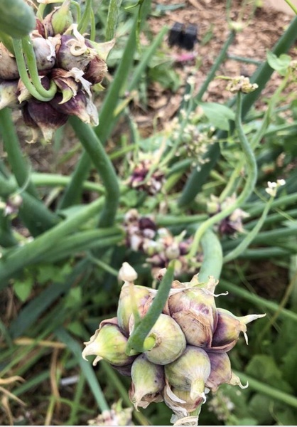 Egyptian walking onions 6x plant