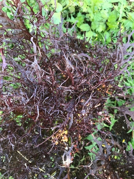 Black  Lace mizuna seeds 50seeds