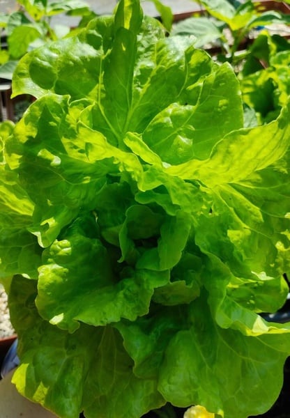 Lettuce seeds, Tom Thumb 15Seeds