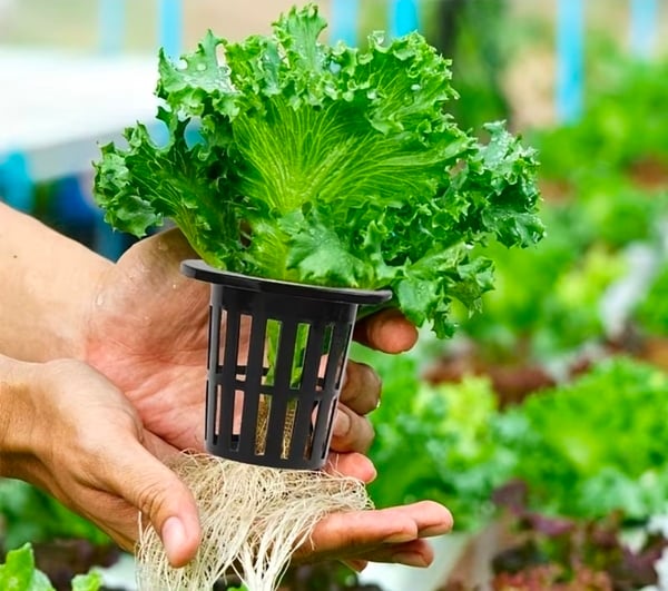 Propagation pots 7.5cm