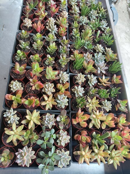 Succulents for your Garden - 2 x 12 cell trays - 24 rooted succulents