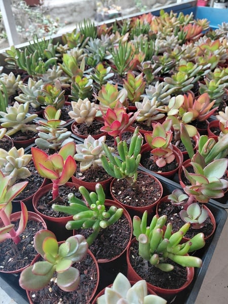 Succulent Collection - 20 different succulent plants