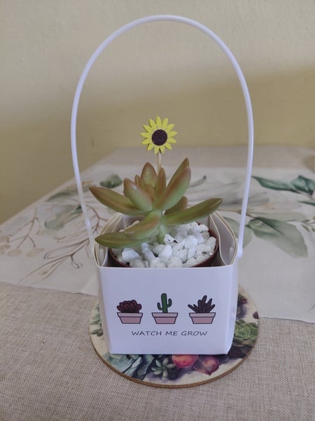 Baby Shower Party Favors - Live Succulent in Gift Bag