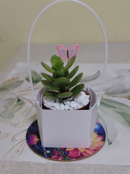 Baby Shower Party Favors - Live Succulent in Gift Bag