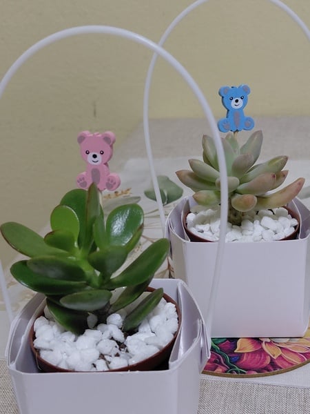 Baby Shower Party Favors - Live Succulent in Gift Bag